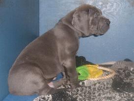unser Wonneproppen Indiana-Blue ... mit 10 kg Kampfgewicht ...