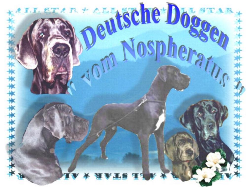 Deutsche Doggen "vom Nospheratus"